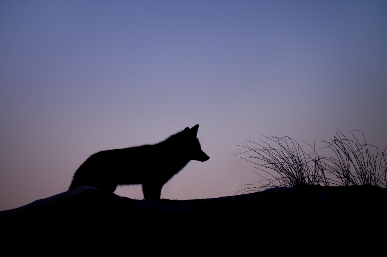 Photo of a wolf.